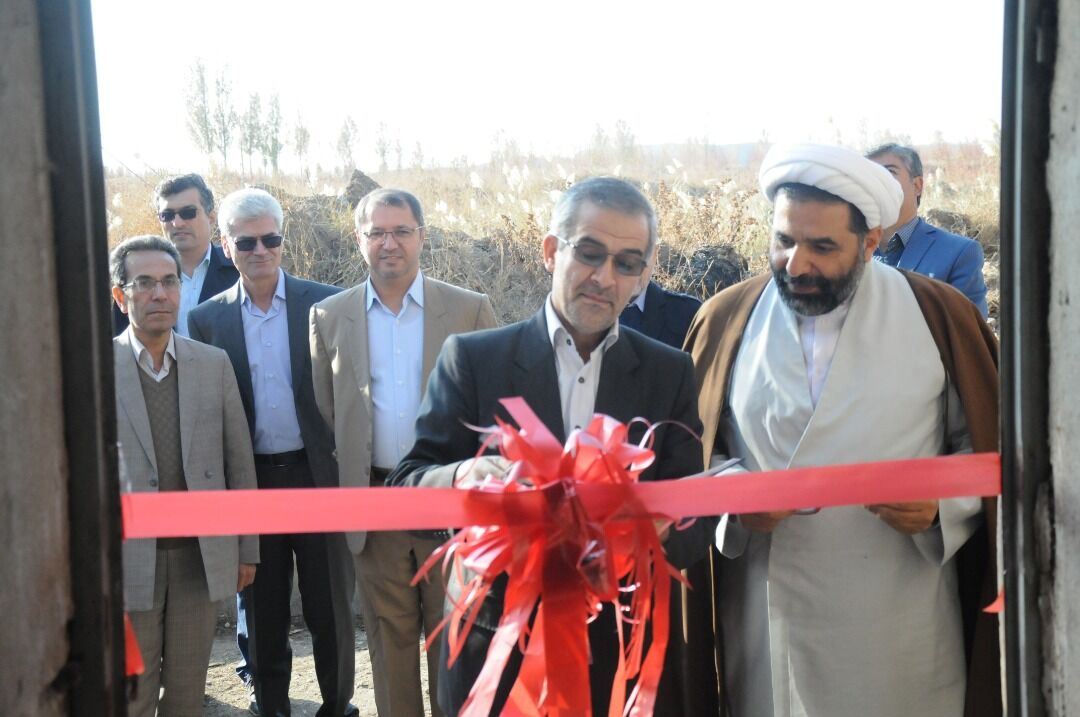 برداشت زعفران در دانشگاه ارومیه کلید خورد