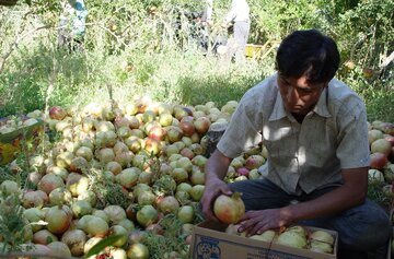 افزایش تولید انار درابرکوه