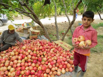 افزایش تولید انار درابرکوه