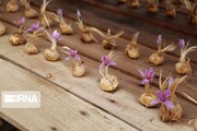 Saffron greenhouse cultivation in northwestern Iran