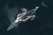 قلب نهنگ آبی فقط دو بار در دقیقه می‌تپد
