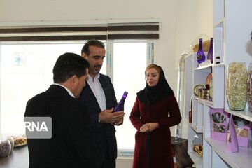 Saffron cultivation greenhouse in northwestern Iran