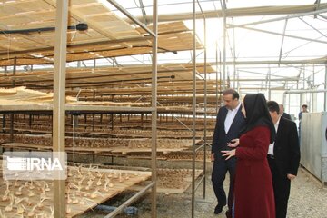 Saffron cultivation greenhouse in northwestern Iran