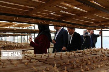 Saffron cultivation greenhouse in northwestern Iran