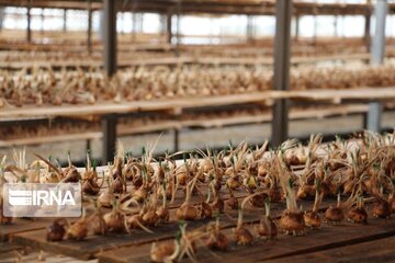 Saffron cultivation greenhouse in northwestern Iran