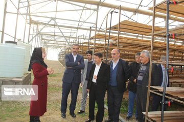 Saffron cultivation greenhouse in northwestern Iran