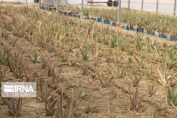 Saffron cultivation greenhouse in northwestern Iran