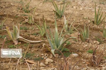 Saffron cultivation greenhouse in northwestern Iran