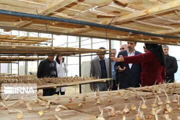 Saffron cultivation greenhouse in northwestern Iran