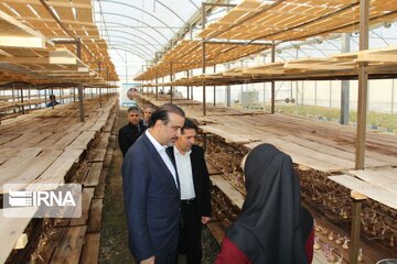 Saffron cultivation greenhouse in northwestern Iran