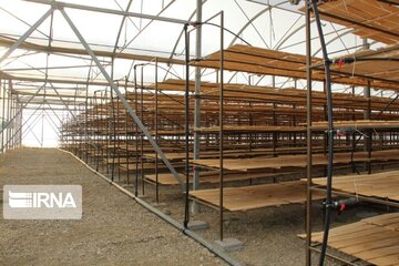 Saffron cultivation greenhouse in northwestern Iran