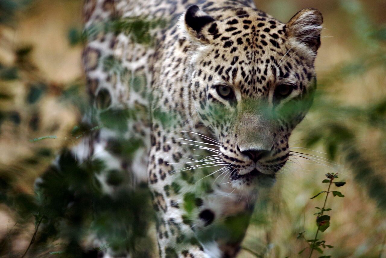 Persischer Leopard: Schön, stolz, mächtig und einzigartig