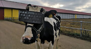 استفاده از واقعیت مجازی برای بهبود شیردهی گاوها در روسیه