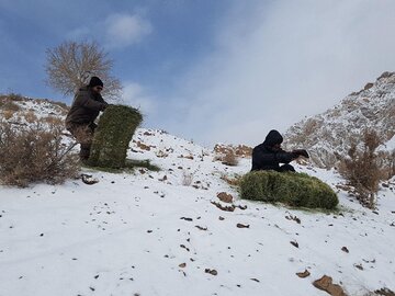 تغذیه دستی وحوش خراسان شمالی نیازمند کمک خیران 