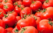 قیمت گوجه فرنگی در مسیر کاهش 