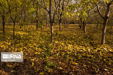 Nature of fall in northeastern Iran