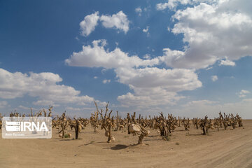 Stone garden in Kerman, south of Iran