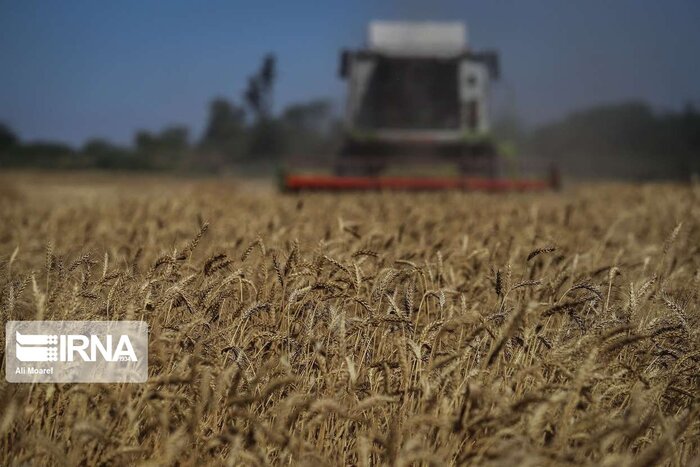 ارزش سالانه گندم کشور ۳۰۰ هزار میلیارد ریال است