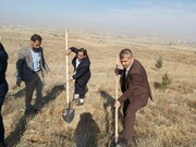 ۲ هزار اصله نهال در شیروان کشت شد
