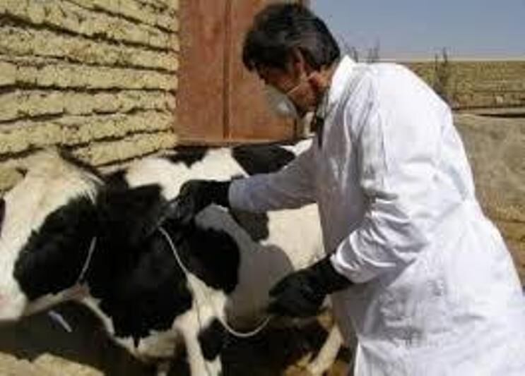 واکسیناسیون دام سنگین علیه بیماری لمپی اسکین در کردستان آغاز شد