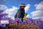 نخستین مزارع زعفران در مهاباد به بار نشست