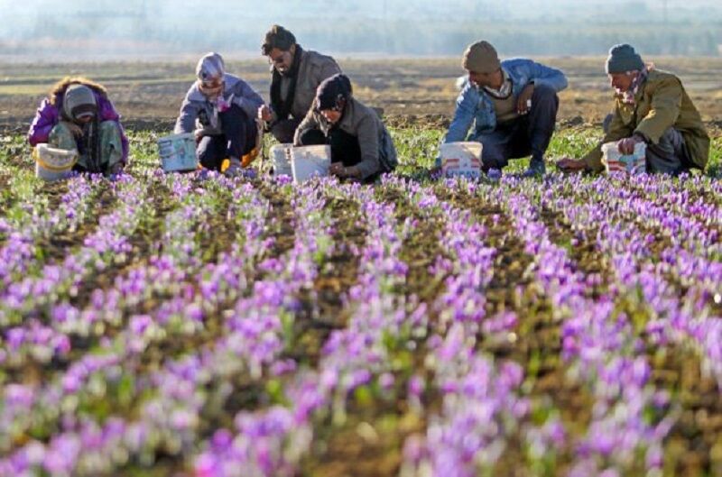 شکفتن طلای سرخ از خاک کارآفرینی؛ گنج تولید در رنج صادرات