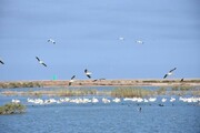 Migratory birds coming to Iran's Hoor al-Azim Lagoon 