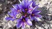 Saffron harvest in Iran's Damghan City