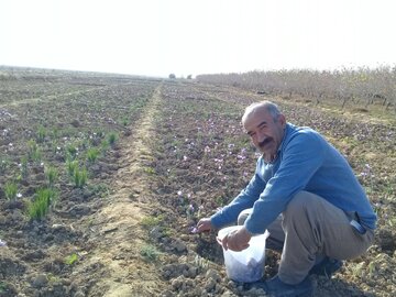 دامغان میں زعفران اکھٹے کیے جانے کی تصاویر