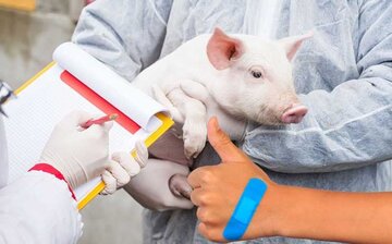 دانشمندان ژاپنی به دنبال پرورش اعضا بدن انسان در خوک هستند