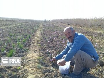 Saffron harvest in Iran's Damghan City