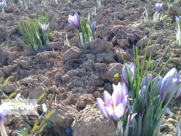 Saffron harvest in Iran's Damghan City