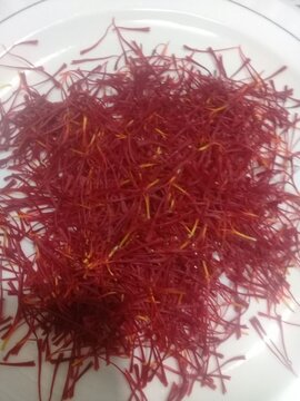 Saffron harvest in Iran's Damghan City