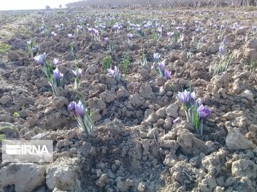 Saffron harvest in Iran's Damghan City