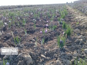 Saffron harvest in Iran's Damghan City