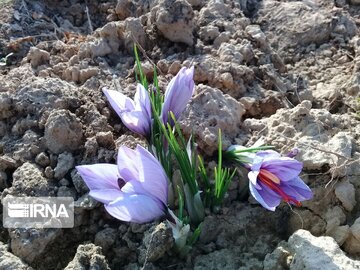 Saffron harvest in Iran's Damghan City