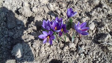 Saffron harvest in Iran's Damghan City