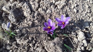 Saffron harvest in Iran's Damghan City