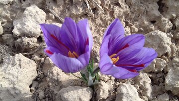 Saffron harvest in Iran's Damghan City