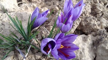 Saffron harvest in Iran's Damghan City