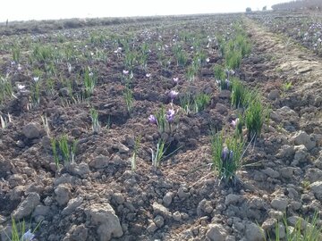 Saffron harvest in Iran's Damghan City