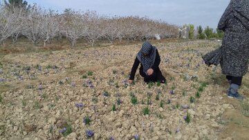 Saffron harvest in Iran's Damghan City