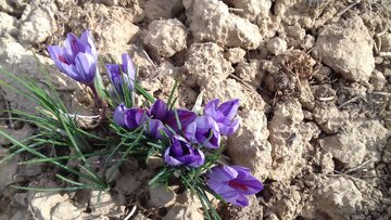 Saffron harvest in Iran's Damghan City