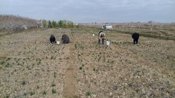 Saffron harvest in Iran's Damghan City