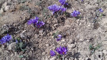 Saffron harvest in Iran's Damghan City