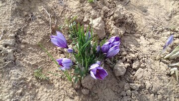 Saffron harvest in Iran's Damghan City