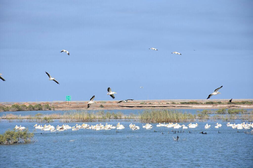 Migratory birds coming to Iran's Hoor al-Azim Lagoon 