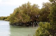عملیات بیومکانیک جنگل‌های ساحلی مانگرو در سه شهر ساحلی هرمزگان اجرا شد
