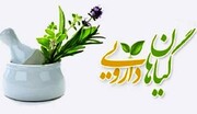 محققان ایرانی در تلاش برای تولید داروی گیاهی موثر در بهبود سرطان 