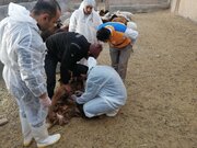 گروه جهادی خدمات دامپزشکی به روستاییان فرومد ارایه می‌دهند